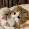 포도